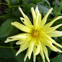 Dahlia x 'Monte Carlo'  fleur